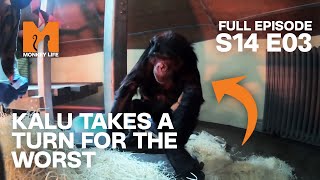 Kalu's Condition Deteriorates | Season 14 Episode 3 | Full Episode | Monkey Life