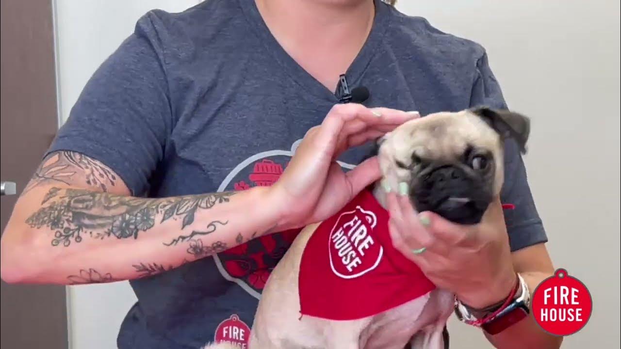 How To Clean Your Pet's Ears Firehouse Animal Health Centers in