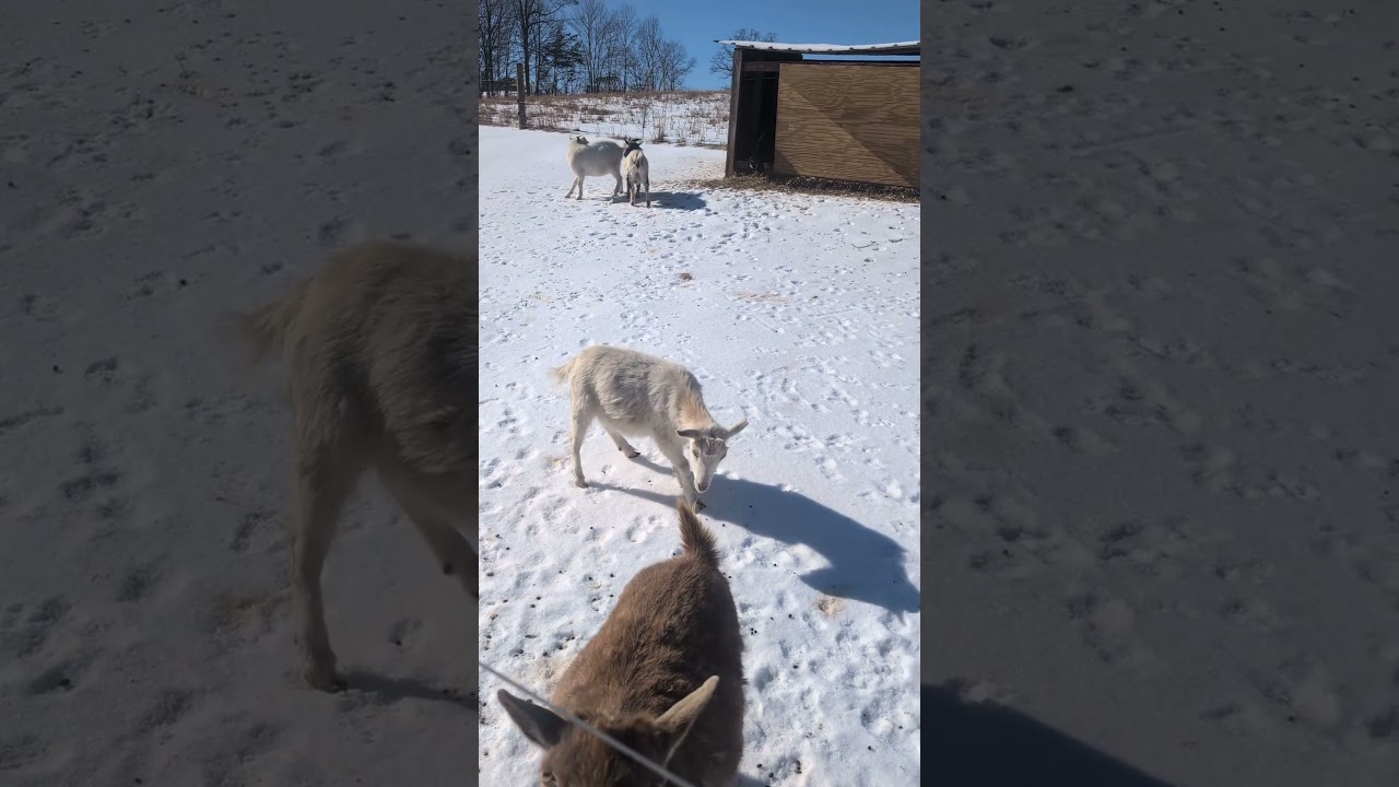 Goats fighting on Ice