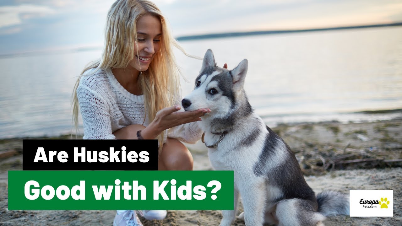 Are Huskies Good With Kids? Huskies As Family Dogs.