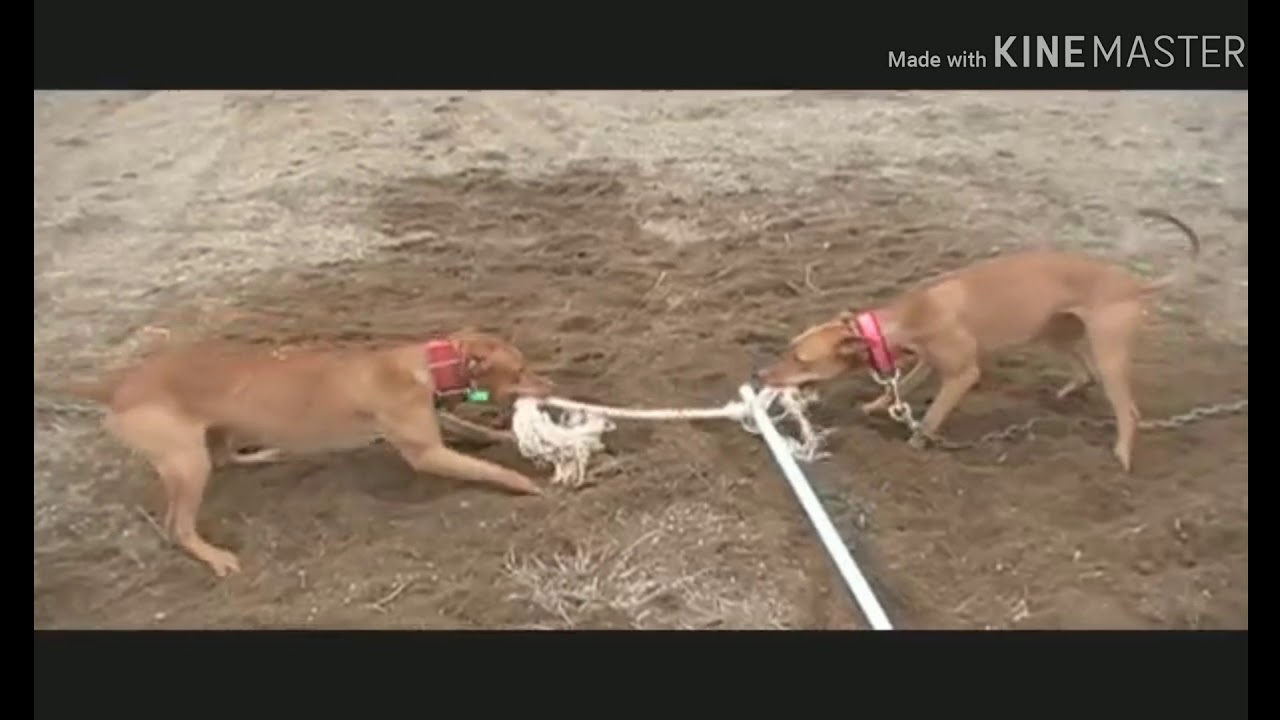 Old family red nose Red Fire Kennels YouTube