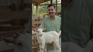 ஆடு குட்டி வளரலையா? | 30வது நாள் Deworming முக்கியம் | Goat Farming Tamil