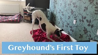 Greyhound's First Toy by Wainy11 2,970 views 6 years ago 1 minute, 31 seconds