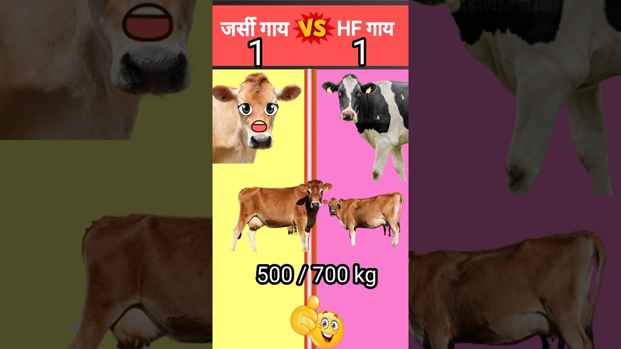 जर्सी गाय vs HF गाय ?  Shorts