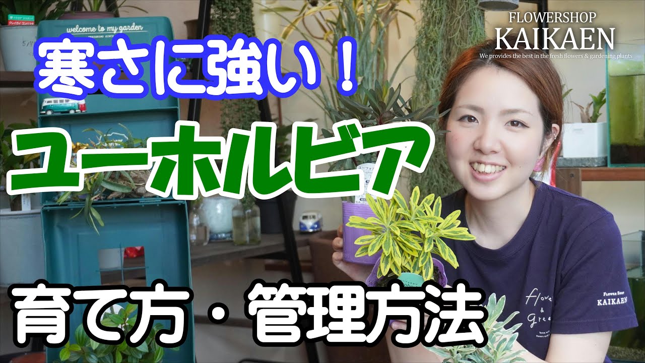 ユーホルビア　寒さにすごく強い　育て方・管理方法【おうちでガーデニング】開花園チャンネル