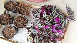 ‼️⁉️Çizgili Telgraf Çiçekleri Nasıl Çoğaltılır 🌹Hangi Uygulamalar Yapılır 🌹 Ş