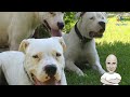 Dogo Argentino Ντόγκο Αρτζεντίνο. Συνέντευξη με τον εκτροφέα Αντώνη Βλαχογιάννη