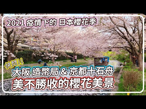 2021 疫情下的日本 櫻花 勝地｜京都百景十石舟｜月桂冠起始地｜造幣局櫻花步道｜