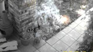Burglars at lonetree estates Antioch CA