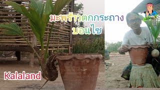 มะพร้าวตกกระถาง,บอนไซ @Kalaland 18/4/67