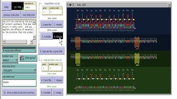 Want to understand protein synthesis?  No problem!  Netlogo