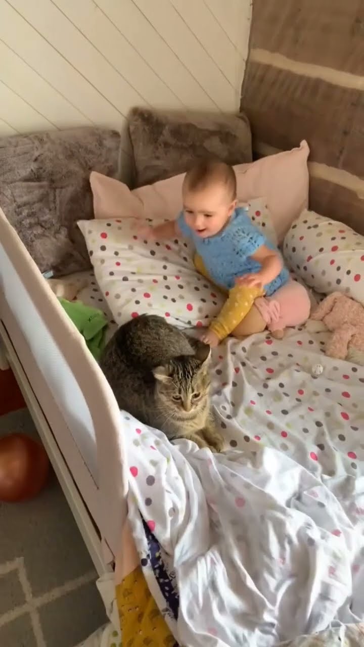 C très mignon vidéo chat