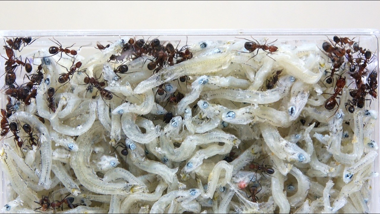 アリの巣を全部しらすにすると…