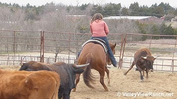 Call Me Lil Quetee - working cows bridleless! - ValleyViewRanch.net