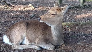 奈良公園の鹿さん #204 Deer of Nara Park - YouTube