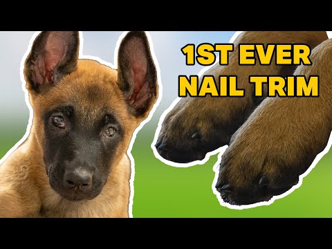 Giving a Puppy His First Ever Nail Trim