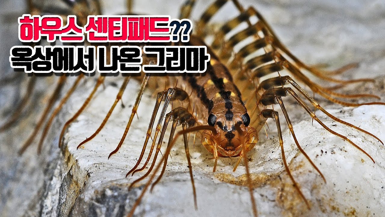 극혐) 혐오스러운 돈벌레 그리마가 들어왔다...... 한 번 키워볼까?? 하우스 센티패드 Scutigeridae korea ...