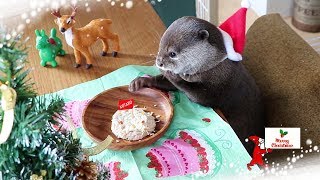 カワウソ コタロー　手作りクリスマスケーキに大喜び！　Kotaro the Otter Merry Christmas Cake!