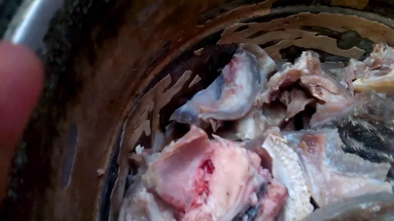 Cara Memasak kepala kambing (How to cook goat head) - YouTube