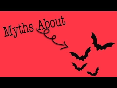 3 Myths About Bats ! ||| Busted |||