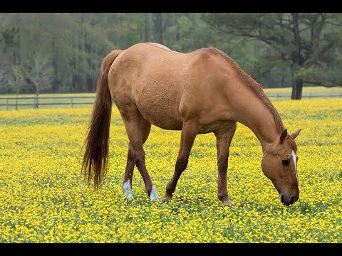 וִידֵאוֹ: זיהוי סוסים: טיפים על קוטל עשבים ובקרה אורגנית