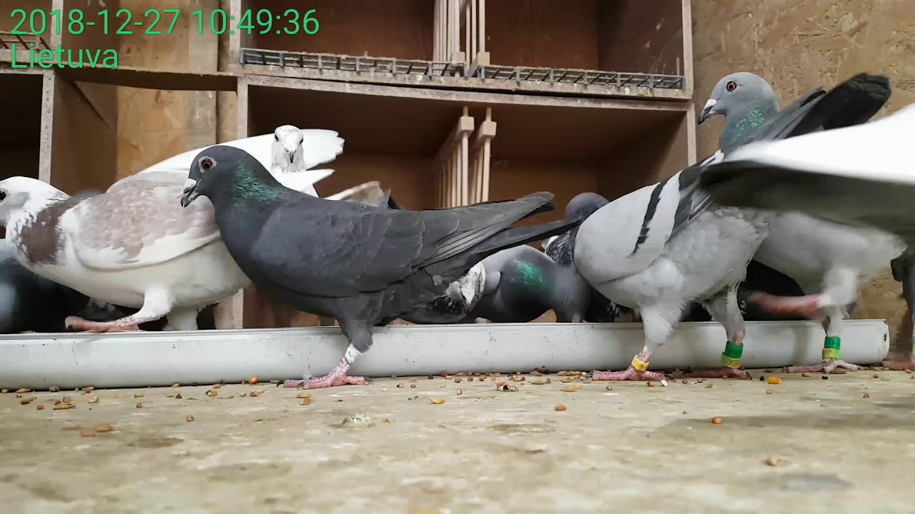 Racing pigeons feeding YouTube