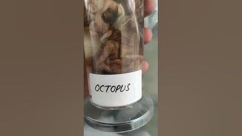 Octopus 🐙 specimen of biology practical #zoology#botany#practical #biology#science#basics#cbse#hbse🐙