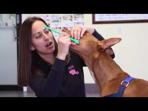 How to Brush
