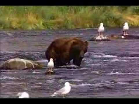 Bear with funny subtitle