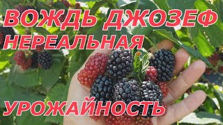 Вождь Джозеф раскроет свой потенциал, дайте ему калия!!!