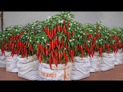 Just Using Old Sacks – I Grow Peppers All Year Round Without Needing a Garden!