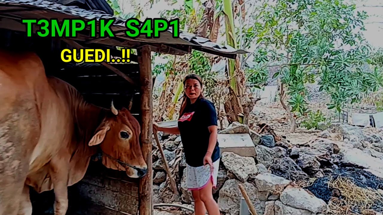 Terbesar Jawa Timur! Tambang Batu Kapur tak kunjung habis pelosok Kampung Tuban.