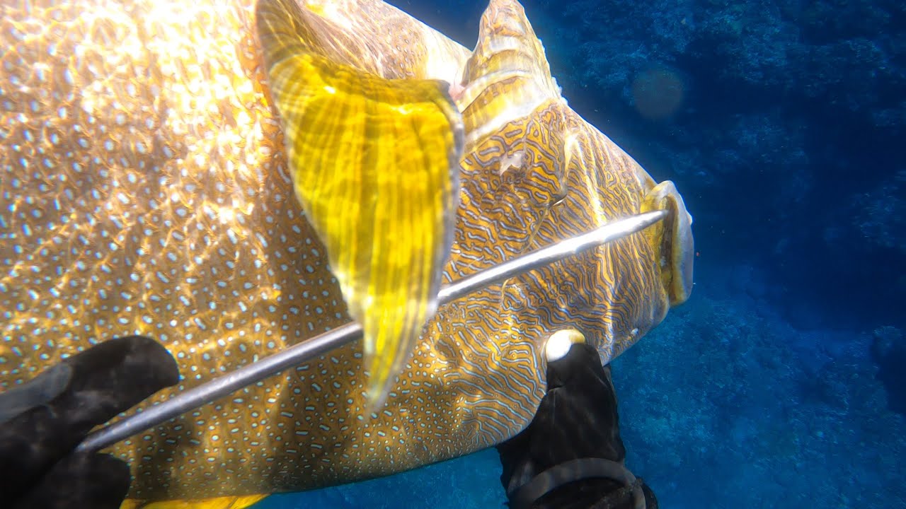 【魚突き】奄美大島 ナミフエダイ（Blubberlip snapper,　台湾／海雞母笛鯛　中国／藍點笛鯛）