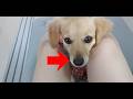 A cute dog wearing a new collar【Dachshund dog】