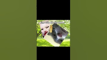 Ngày đầu tiên đi học.. #xuhuongyoutube #memes #trending #cat #capcut #funny #haihuoc #catmeme