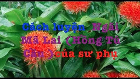 Cách luyện  Ngãi Mã Lai (Hồng Tú Cầu )của sư phụ