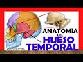 ✅ HUESO TEMPORAL, Anatomía. Fácil, Rápido y Sencillo