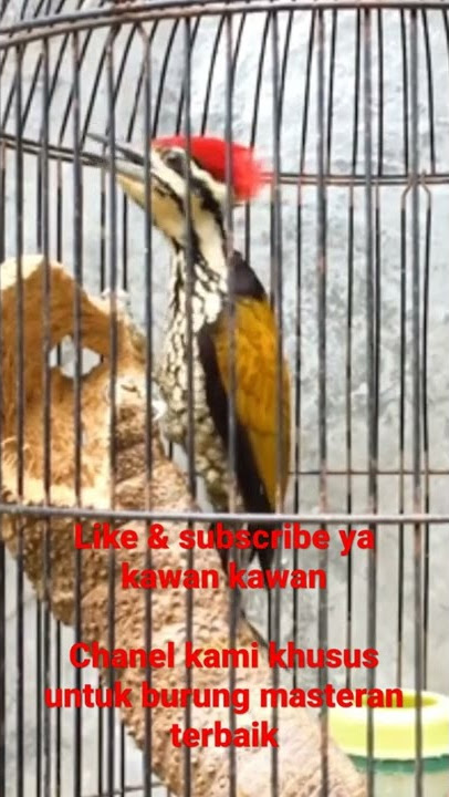 Masteran suara jernih pelatuk bawang, cocok untuk semua burung kicau para suhu