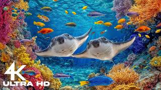 4K Underwater Paradise – Stunning Ocean Life & Gentle Aquarium Sleep Ambience 🐠 screenshot 2