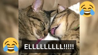 12 Minutes of Funny Cat Videos - EP 38