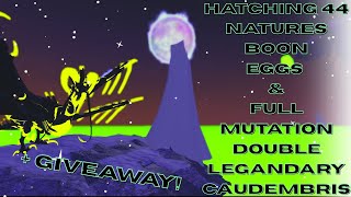 HATCHING 44 NATURES BOON EGGS &amp; FULL MUTATION DOUBLE LEGANDARY CAUDEMBRIS!-Dragon Adventures-ROBLOX