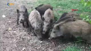 aradığım bir erkek locanto tijuana