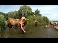 Swimming with horses . zwemmen paarden . Amstelmeer 2013