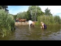 Swimming with horses . zwemmen paarden . Amstelmeer 2013