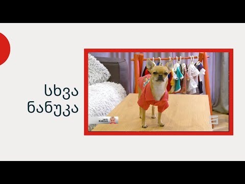 სხვა ნანუკა - ფოტომოდელი ჩიხუახუა