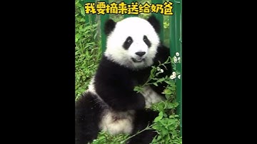 Princess Panda and Her Flowers