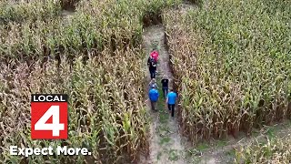 Karen and Demond race through Lions-themed corn maze