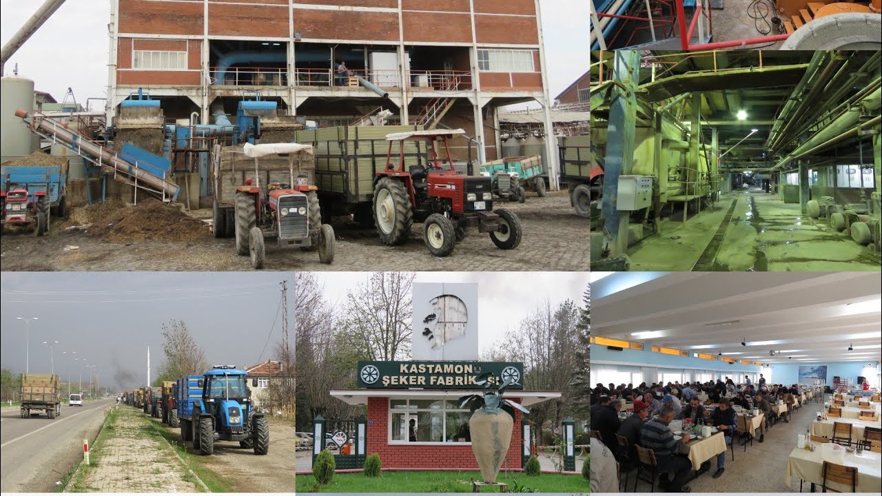 Pancar nedir şeker neden  yapılır küsbe nedir hepsi bu video da