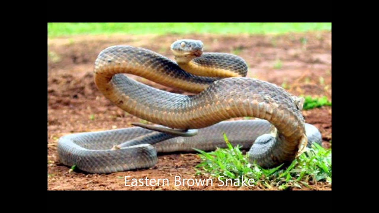 video phone beyonce mp3 worlds deadliest snakes.wmv