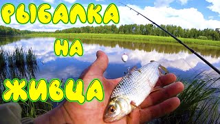 видео: Рыбалка на поплавок. Ловля щуки на живца. Рыбалка летом на живца с поплавком. картинка: Рыбалка на поплавок. Ловля щуки на живца. Рыбалка летом на живца с поплавком.